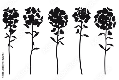 Set with silhouette of Alyssum flowers and leaves in black isolated on white background.