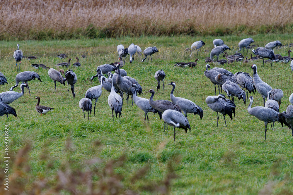 Fototapeta premium Kranich, Grus grus, Grauer Kranich, Eurasischer Kranich