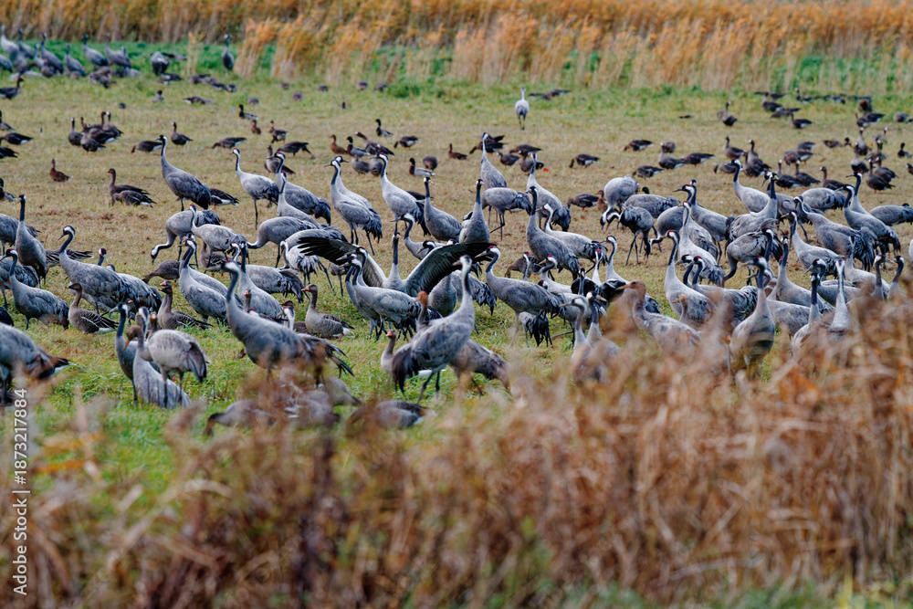 Fototapeta premium Kranich, Grus grus, Grauer Kranich, Eurasischer Kranich
