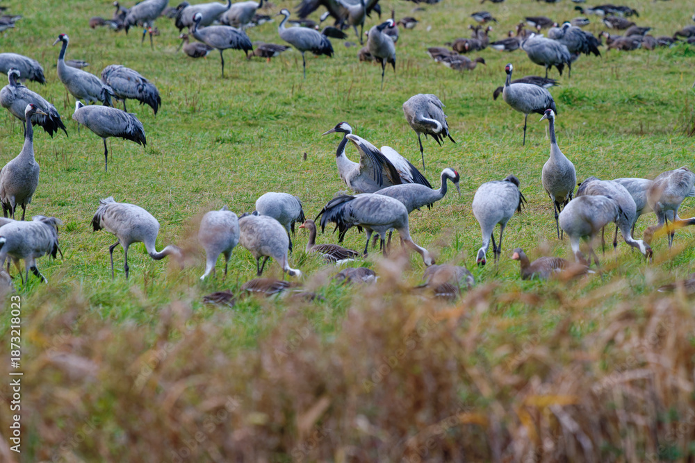 Fototapeta premium Kranich, Grus grus, Grauer Kranich, Eurasischer Kranich