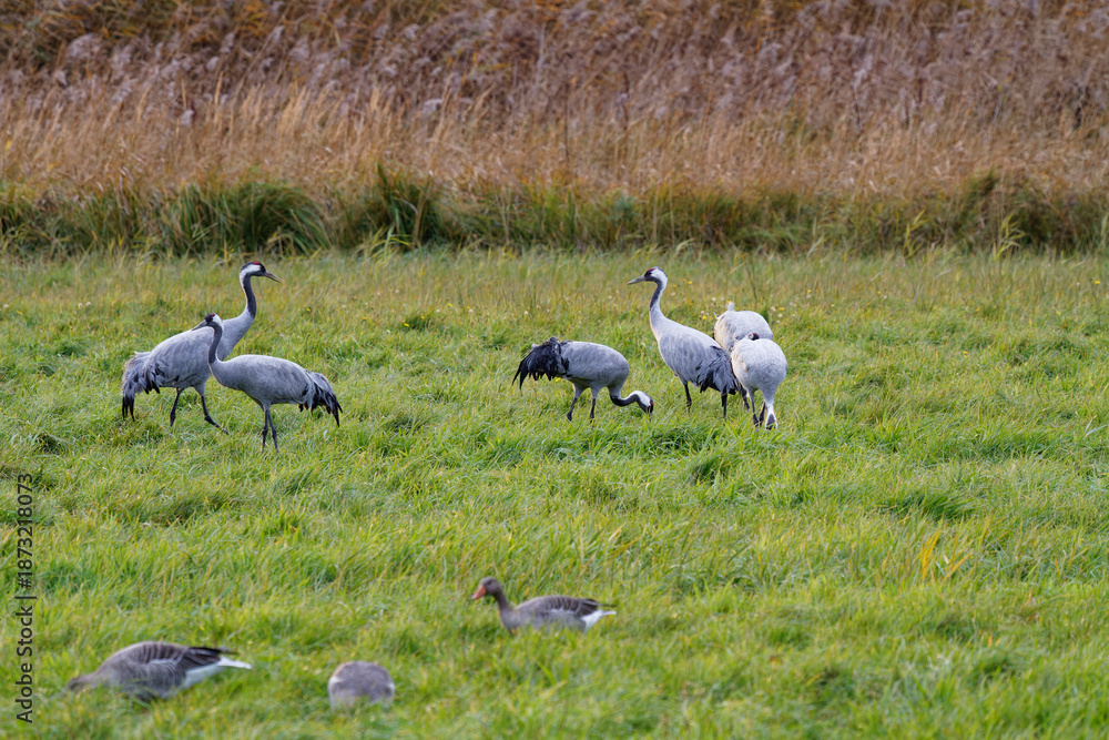 Obraz premium Kranich, Grus grus, Grauer Kranich, Eurasischer Kranich