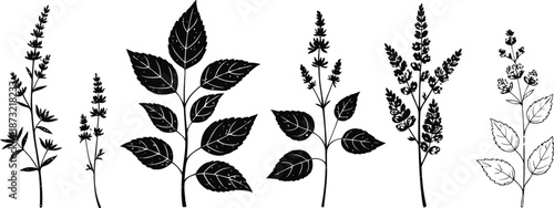 herbal plant silhouettes set black botanical leaves and flowers collection for natural design