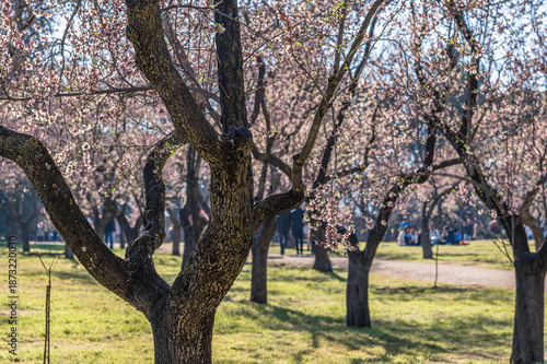 Old almond trees in bloom in springtime