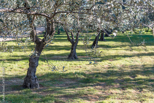 View of olive trees in a park