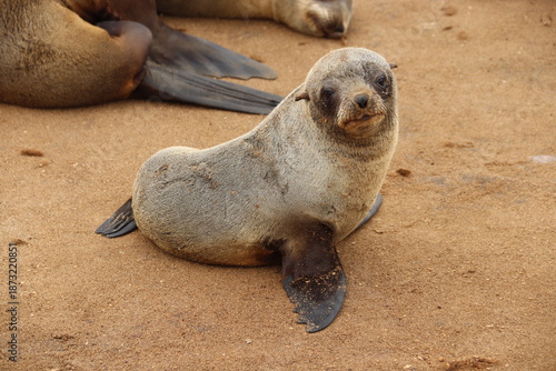 Cape Cross, Namibia. 04-10-2025. The Cape Cross Seal Reserve.