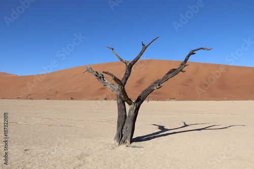Deadvlei, Namibia. 07-10-2025. Famous white clay plain with the skeletal remains of ancient trees, fringed by desert dunes.
