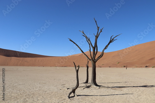 Deadvlei, Namibia. 07-10-2025. Famous white clay plain with the skeletal remains of ancient trees, fringed by desert dunes.