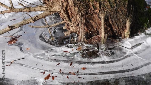 Von Eis umgebener Baumstamm am Rande eines Weihers