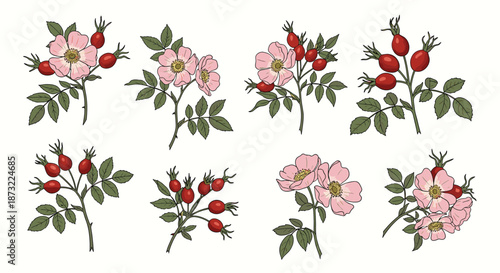 Collection of botanical illustrations featuring wild rose branches with pink flowers, green leaves, and red rosehip berries.