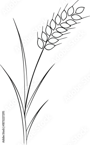 Agriculture Concept Wheat Stem  one line art Vector 
