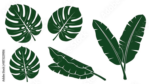 Assortment of exotic dark green foliage elements, showcasing stylized monstera and banana plant leaves perfect for various creative uses