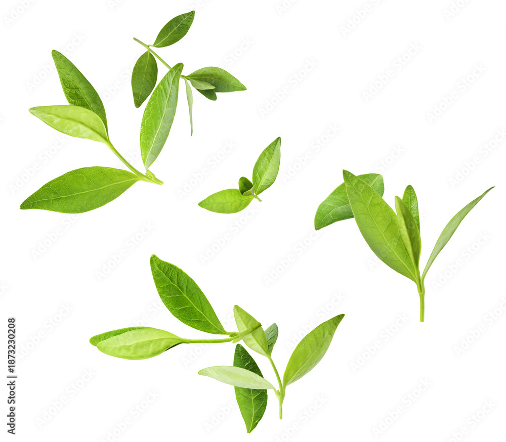 Fototapeta premium Fresh green tea leaves falling in the air isolates on white background