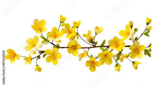 Yellow spring blossoms branch isolated on transparent background Remove png, Clipping Path, pen tool