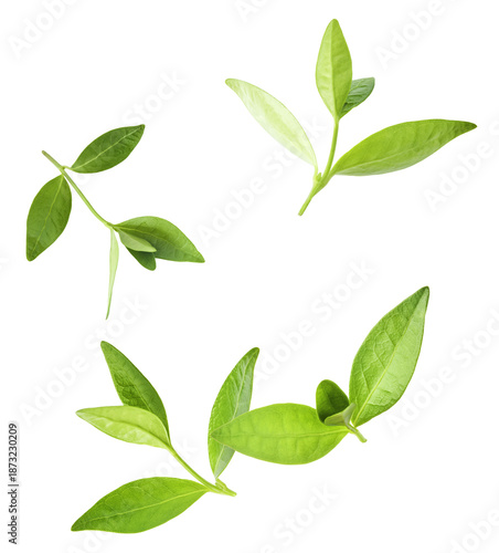 Fresh green tea leaves falling in the air isolates on white background