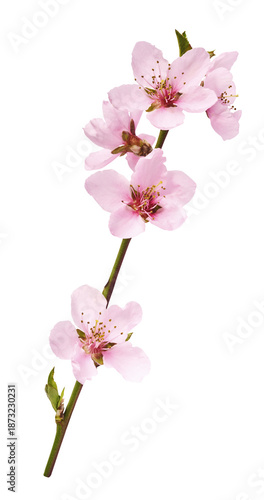 Beautiful pink peach flower with green leaves fslling in the air isolated on white background