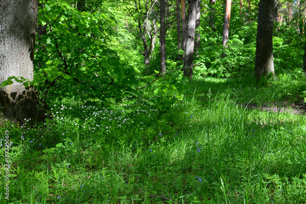 Fototapeta premium Lush Green Forest Floor with Wildflowers and sunlight