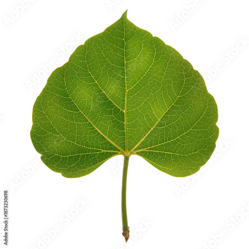 Heart-shaped Green Leaf on a White Background Showing Its Veins and Stem in D...