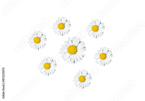 Conjunto de flores de margarita blancas dispersas