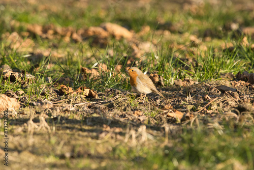 bird in the grassThe robin symbolizes hope, renewal, fortune and spiritual connection, linked to Christmas legends (his red chest for love for Jesus) and Celtic legends (strength, symbol of Thor.
