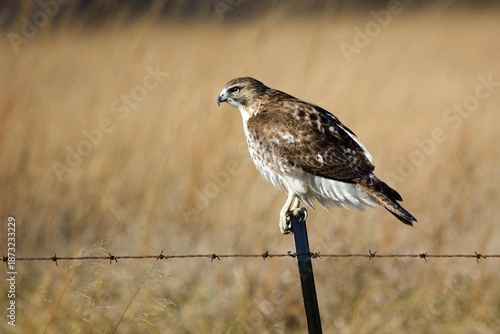 Foto Red-tailed hawk perched on a fence post.