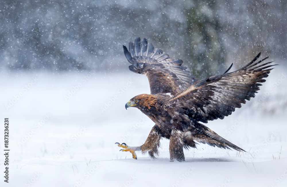Fototapeta premium Golden Eagle (Aquila chrysaetos) close up