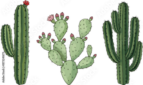 Hand drawn cactus illustration set with saguaro and prickly pear plants, desert botanical elements for nature and garden design