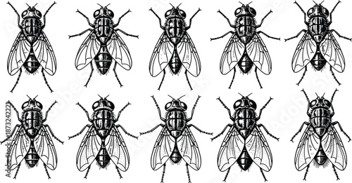 Detailed housefly insect outline set for scientific biology diagrams, pest control branding, vintage nature illustrations, educational charts, and creative mascots