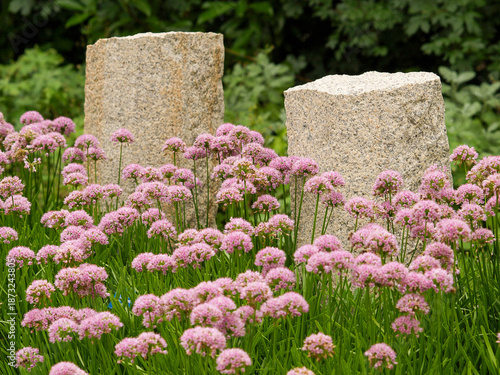 Staudenbeet mit Allium
