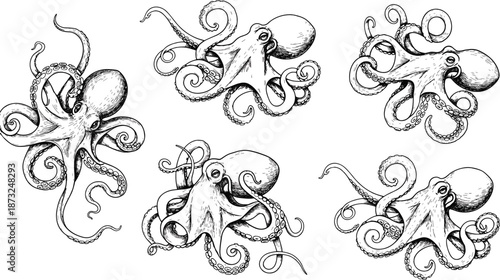 Octopus, set, marine, animal, illustration, sea, creature, tentacles, line, art, black, white, outline, ocean, wildlife, cad, drawing, flat, vector, isolated