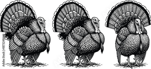 Turkey, set, bird, animal, wildlife, farm, poultry, thanksgiving, feathers, illustration, line, art, black, white, detailed, vintage, cad, drawing, flat, vector