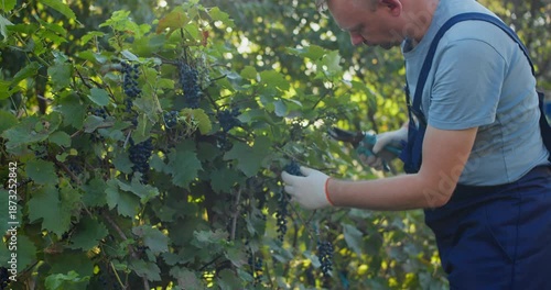 Grape harvester collecting ripe black grapes by hand in vineyard during seasonal harvest. Wine industry and agriculture