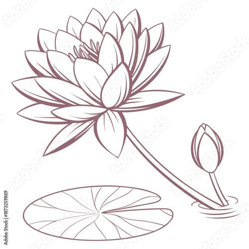 Water lily and leaf illustration
