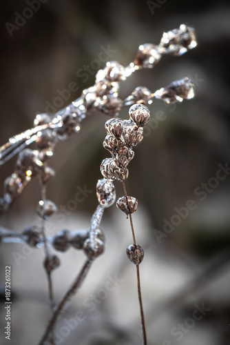 Plant in transparent ice. Frozen tree branch. Fairytale winter in macro photography. Close-up of frozen nature. Winter natural scene. Extreme cold. Freezing rain. Severe weather conditions.