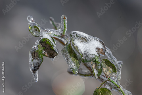Plant in transparent ice. Frozen tree branch. Fairytale winter in macro photography. Close-up of frozen nature. Winter natural scene. Extreme cold. Freezing rain. Severe weather conditions.