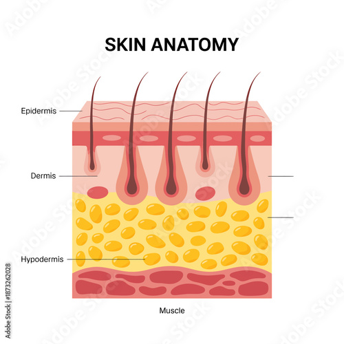 Skin Anatomy Diagram Illustrating Layers and Structures