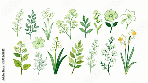 Illustrated floral botanical collection