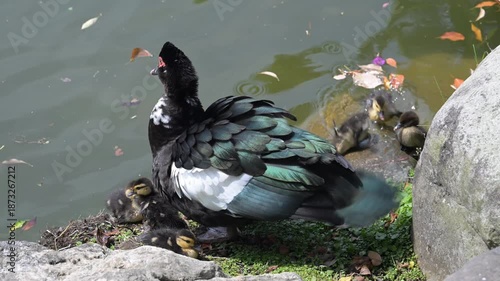The Muscovy ducks (Cairina moschata) behind the pond.