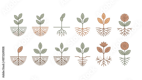 A collection of plant line art with intricate root systems.