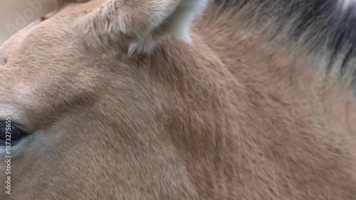 Horse head and eye. Close-up portrait. Brown Przewalski's Horse Animal fur