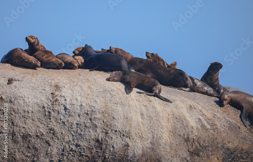 Fur seals or big-eared seals sleep and rest on stone island.