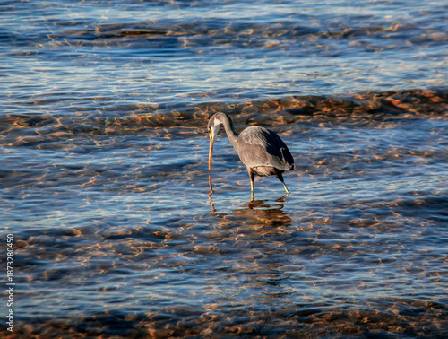Dark morph of the Reef Heron hunts in clear waters along the coast.