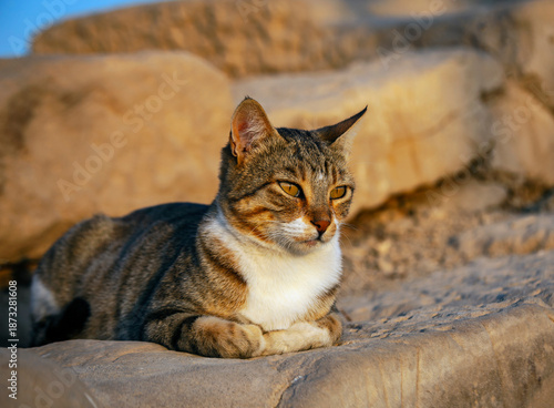 Free-living Egyptian domestic cat lies on ancient stones in Giza.