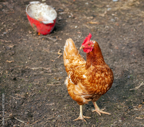 Domestic orange chicken of the local breed is fed in the village yard.