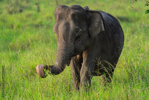 Elephant Safari in Wilpattu National Park in the north of Sri Lanka
