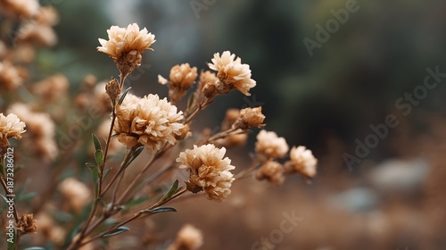 Wallpaper Mural Delicate dried flower blossoms with textured petals in soft earthy hues set against a blurred natural background Torontodigital.ca