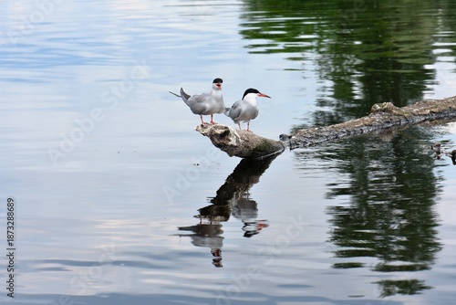 Seagulls perched on a tree on the river bank with reflection in the water