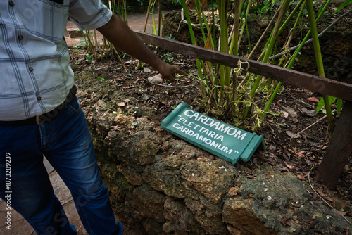 Cardamom at a Spice garden