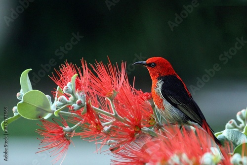 Tableau sur toile scarlet Myzomela Honeyeater Perched on Vibrant Red Bottlebrush Flower
