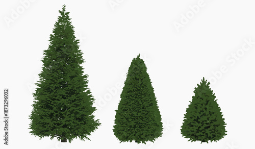 Three conical evergreen trees of varying heights displayed on a white background