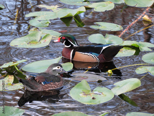 Male Wood Duck swimming at Six Mile Cypress Slough Preserve